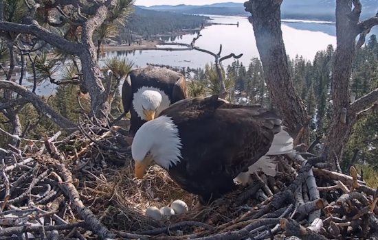 Hope Fades for Hatching of Big Bear Celebrity Eagles Jackie and Shadow's Eggs