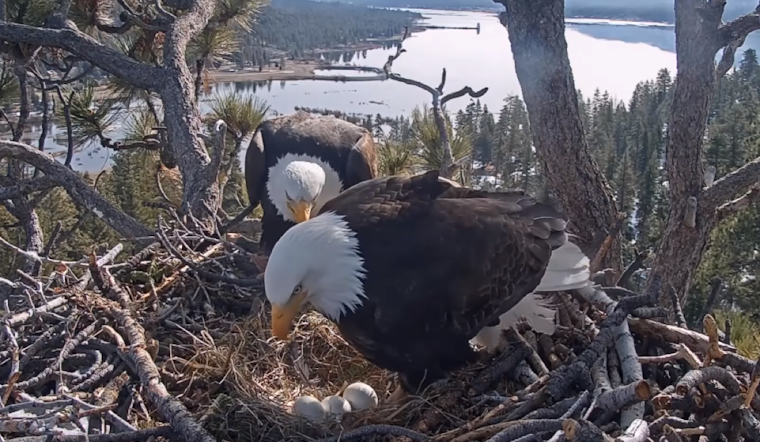 Hope Fades for Hatching of Big Bear Celebrity Eagles Jackie and Shadow's Eggs