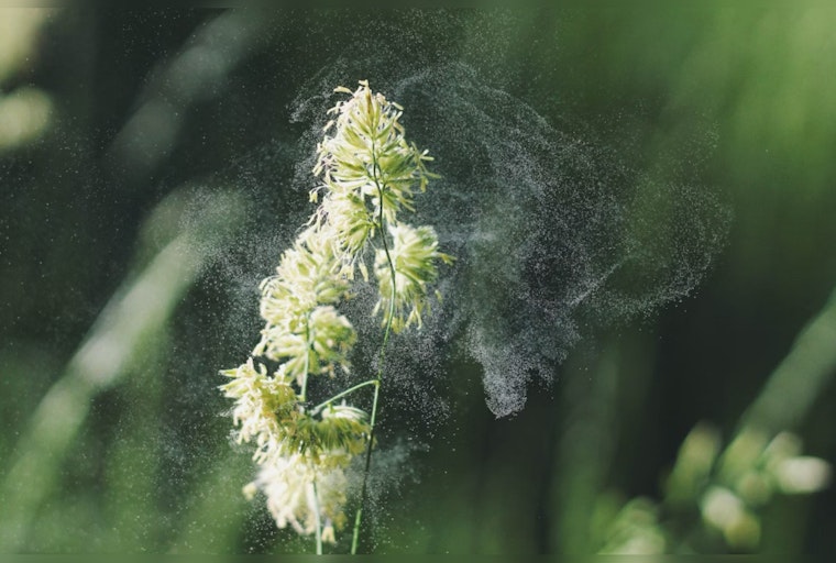Houston Battling Intense Allergy Season, Pollen Surge Triggers Sniffles Citywide