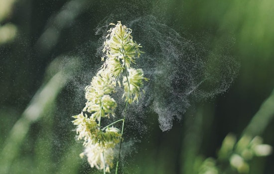 Houston Battling Intense Allergy Season​, Pollen Surge Triggers Sniffles Citywide