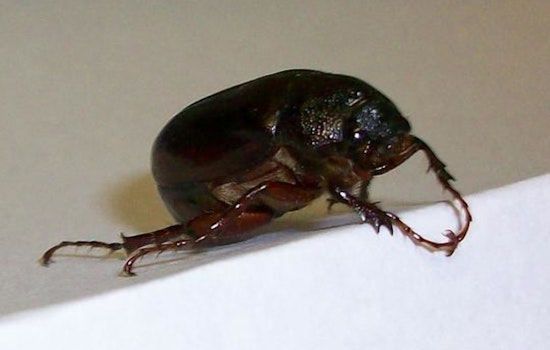 Houston Grapples with Unseasonably Early Infestation of June Bugs Amid Heat Wave