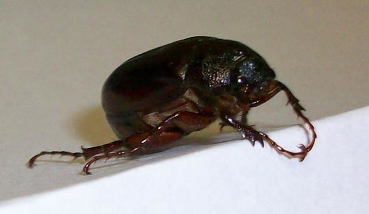 Houston Grapples with Unseasonably Early Infestation of June Bugs Amid Heat Wave