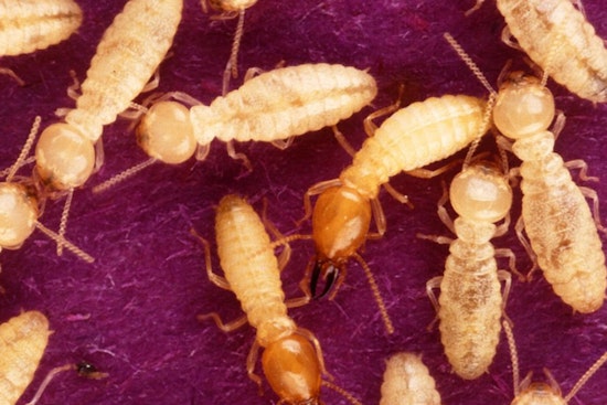 Houston Homeowners are on Alert as Termite Swarming Season Begins