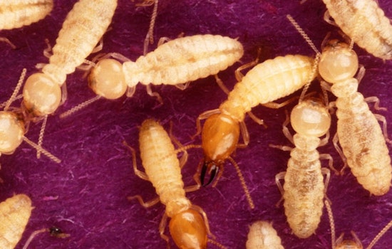 Houston Homeowners are on Alert as Termite Swarming Season Begins