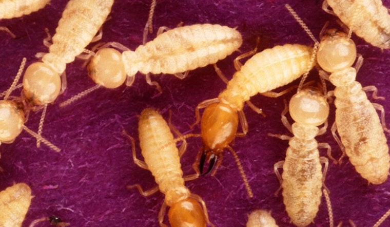 Houston Homeowners are on Alert as Termite Swarming Season Begins