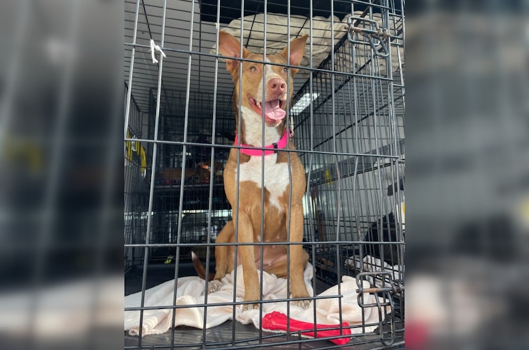 Houston Pet Transport Service Grounded, League City Shelter Waives Fees Amid Canine Influx