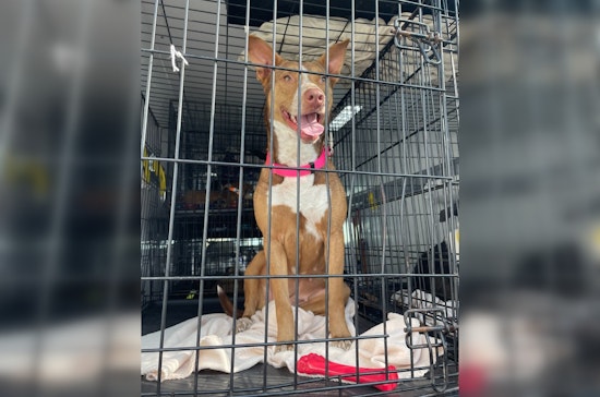 Houston Pet Transport Service Grounded, League City Shelter Waives Fees Amid Canine Influx