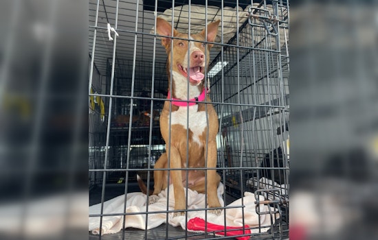 Houston Pet Transport Service Grounded, League City Shelter Waives Fees Amid Canine Influx
