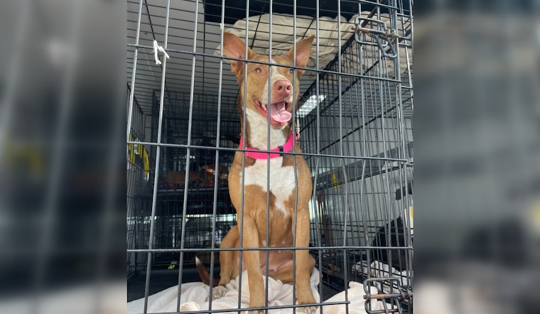 Houston Pet Transport Service Grounded, League City Shelter Waives Fees Amid Canine Influx