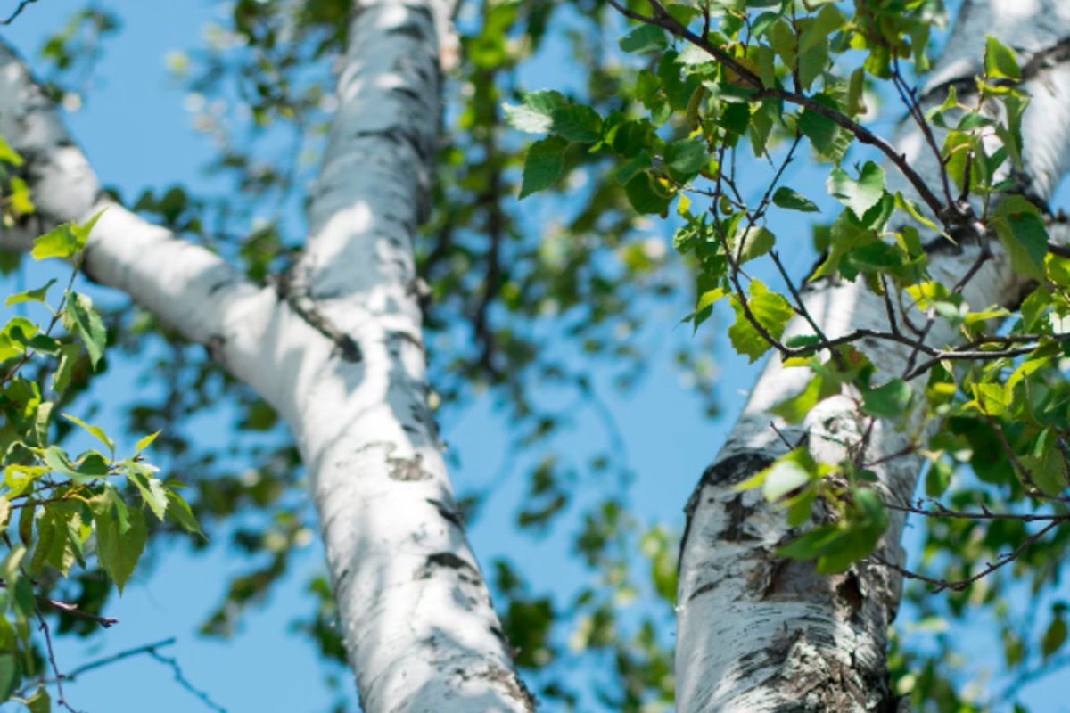 Houston's Allergy Season Intensifies with Tree Pollen Counts Soaring