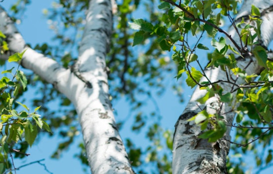 Houston's Allergy Season Intensifies with Tree Pollen Counts Soaring Across the City