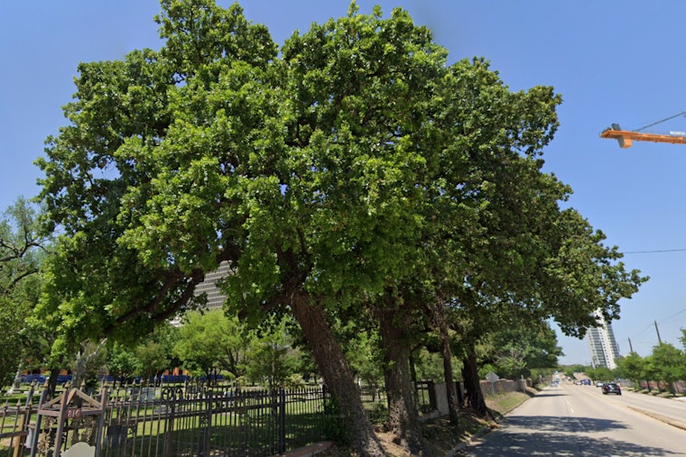 Houston's 'Three Sisters of Montrose' Oaks Declared Historic Landmarks Amid Urban Growth