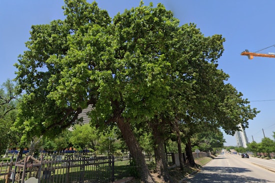Houston's 'Three Sisters of Montrose' Oaks Declared Historic Landmarks Amid Urban Growth