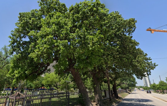 Houston's 'Three Sisters of Montrose' Oaks Declared Historic Landmarks Amid Urban Growth