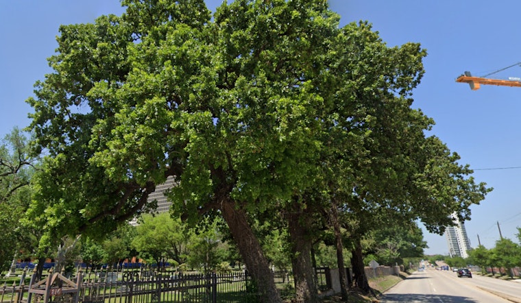Houston's 'Three Sisters of Montrose' Oaks Declared Historic Landmarks Amid Urban Growth