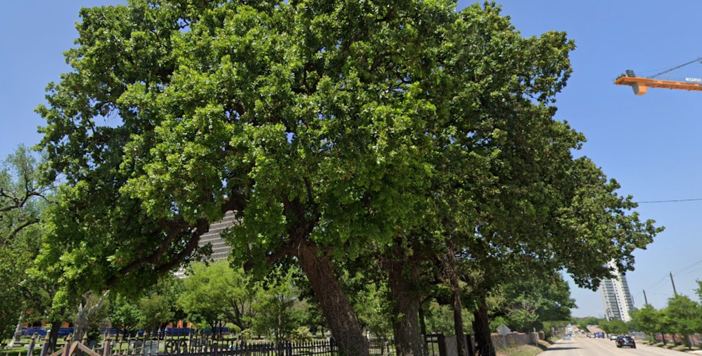 Houston's 'Three Sisters of Montrose' Oaks Declared Historic Landmarks Amid Urban Growth