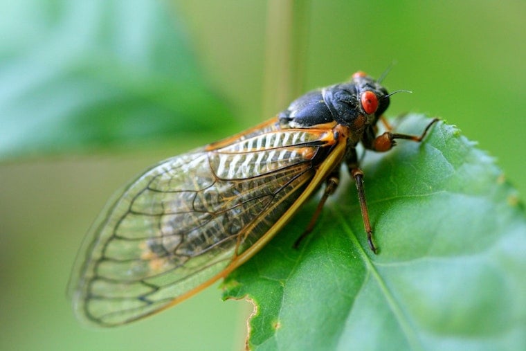 Illinois Braces for Double Brood Cicada Phenomenon Not Seen Since 1800s