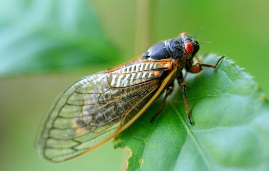 Illinois Braces for Double Brood Cicada Phenomenon Not Seen Since 1800s
