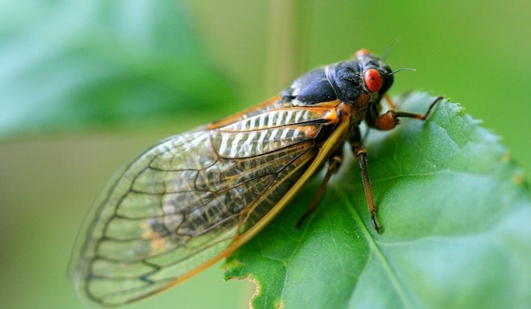 Illinois Braces for Double Brood Cicada Phenomenon Not Seen Since 1800s