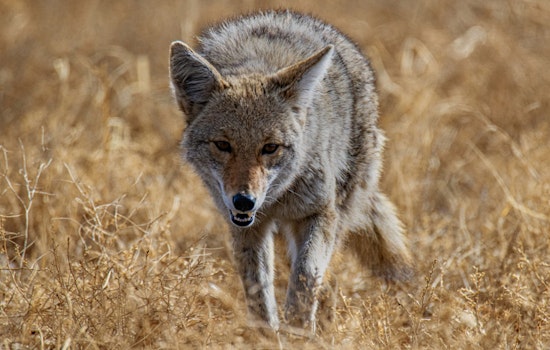Increased Coyote Activity in Metro Atlanta Prompts Gwinnett County Police to Issue Pet Safety Alert