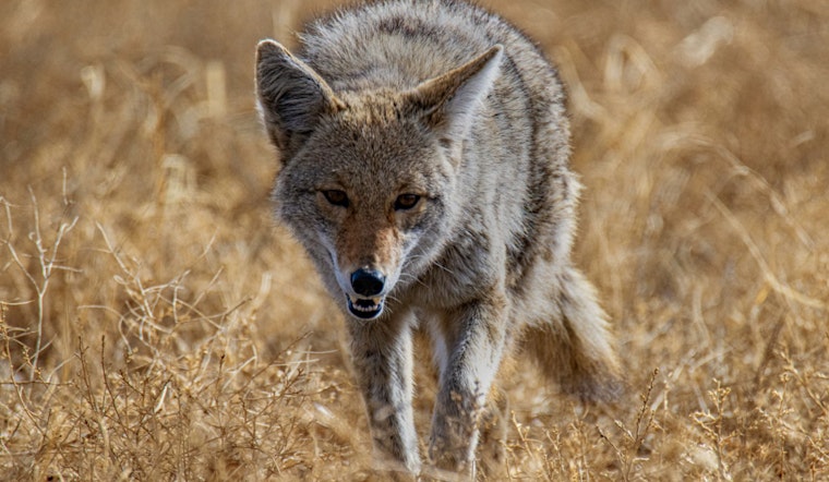 Increased Coyote Activity in Metro Atlanta Prompts Gwinnett County Police to Issue Pet Safety Alert
