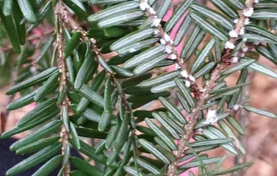 Invasive Hemlock Woolly Adelgid Infests Eighth Michigan County, Putting 170 Million Trees at Risk