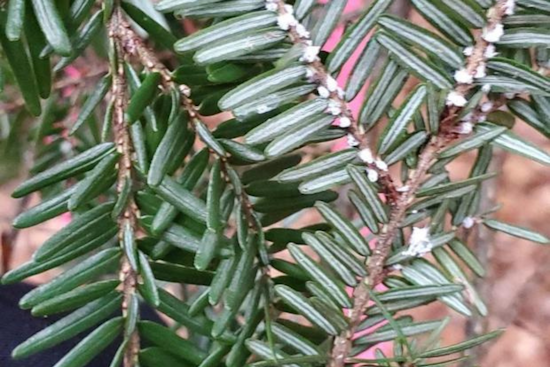 Invasive Hemlock Woolly Adelgid Infests Eighth Michigan County, Putting 170 Million Trees at Risk