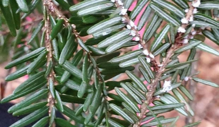 Invasive Hemlock Woolly Adelgid Infests Eighth Michigan County, Putting 170 Million Trees at Risk