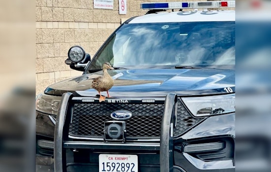 Irvine Police Encounter Friendly Duck on Patrol Car; Share Wildlife Tips During Mating Season