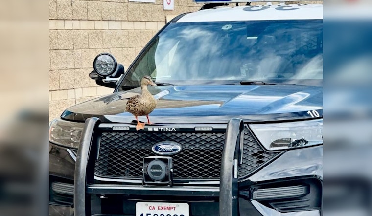 Irvine Police Encounter Friendly Duck on Patrol Car; Share Wildlife Tips During Mating Season
