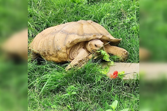 Jeremy the Escape Artist Tortoise Missing from Texas Farm