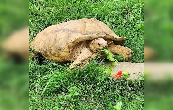 Jeremy the Escape Artist Tortoise Missing from Texas Farm