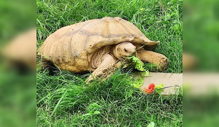Jeremy the Escape Artist Tortoise Missing from Texas Farm
