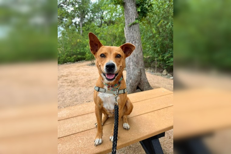 Kiwi the Terrier Mix Eager for a Forever Home After 2 Years at Bulverde Shelter