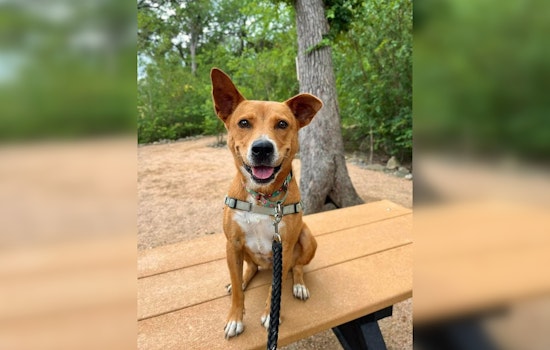 Kiwi the Terrier Mix Eager for a Forever Home After 2 Years at Bulverde Shelter
