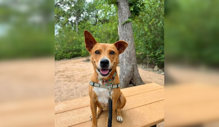 Kiwi the Terrier Mix Eager for a Forever Home After 2 Years at Bulverde Shelter