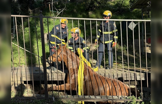 Laguna Niguel Firefighters Hailed for Successful Rescue of Trapped Horse Nala