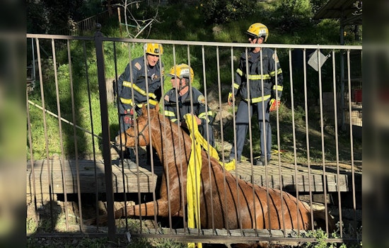Laguna Niguel Firefighters Hailed for Successful Rescue of Trapped Horse Nala