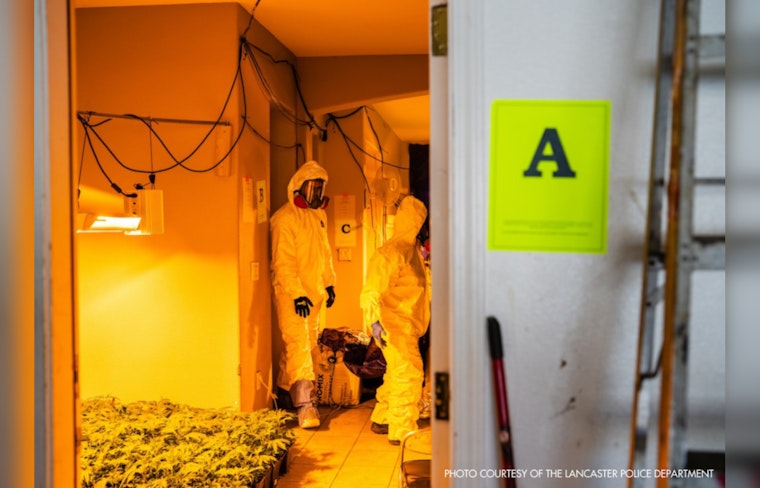 Lancaster Authorities Intensify Clampdown on Illegal Cannabis Operations to Protect Community Safety