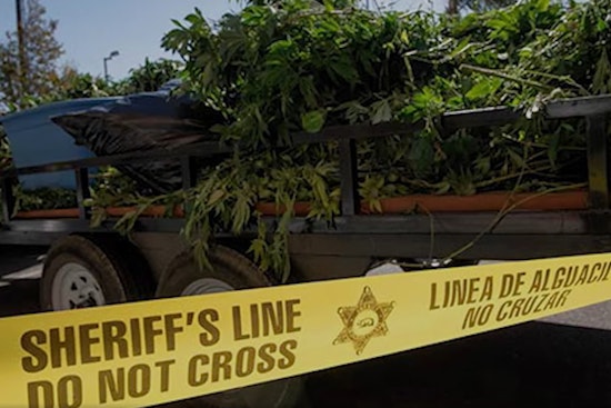 Los Angeles Sheriff's Department Targets Illicit Cannabis Farms, Seizes Over 5,500 Plants