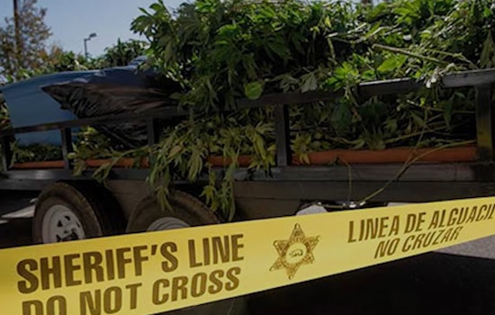 Los Angeles Sheriff's Department Targets Illicit Cannabis Farms, Seizes Over 5,500 Plants