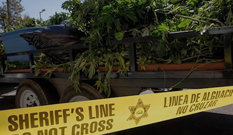Los Angeles Sheriff's Department Targets Illicit Cannabis Farms, Seizes Over 5,500 Plants
