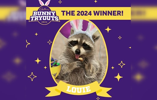 Louie the Raccoon, Miami's Masked Munchkin, Crowned 2024 Cadbury Bunny, Surpassing Fur-ocious Contenders