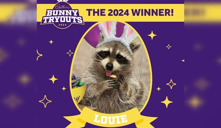 Louie the Raccoon, Miami's Masked Munchkin, Crowned 2024 Cadbury Bunny, Surpassing Fur-ocious Contenders