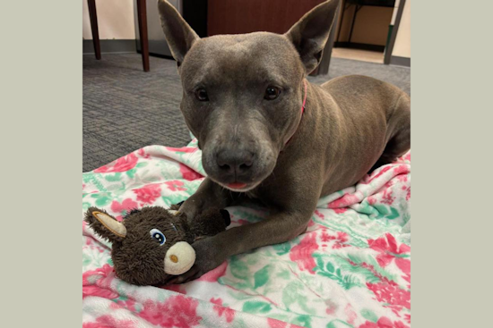 Mansfield Police Promote Adoption of Couch-Potato Pit Mix Gwen Who Prefers Dog Companions Over Cats