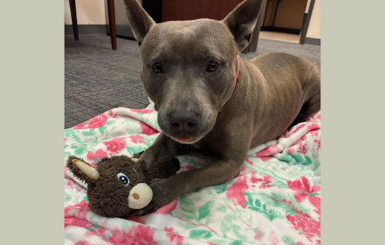 Mansfield Police Promote Adoption of Couch-Potato Pit Mix Gwen Who Prefers Dog Companions Over Cats