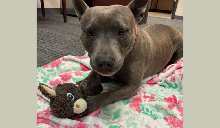 Mansfield Police Promote Adoption of Couch-Potato Pit Mix Gwen Who Prefers Dog Companions Over Cats