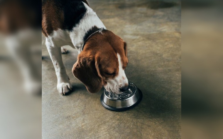 Maricopa County to Offer Dog Shoes, Water Bowls at Heat Relief Centers During Searing Summer Months