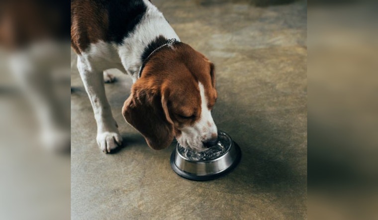 Maricopa County to Offer Dog Shoes, Water Bowls at Heat Relief Centers During Searing Summer Months