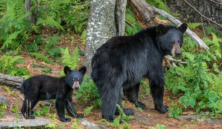 Massachusetts Celebrates Bear Population Boom, Governor and Experts Champion Conservation